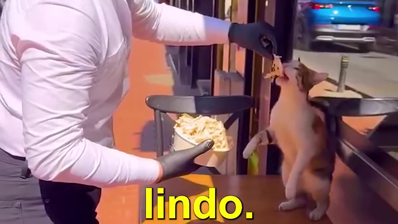 Qué acción heróica por este gato.