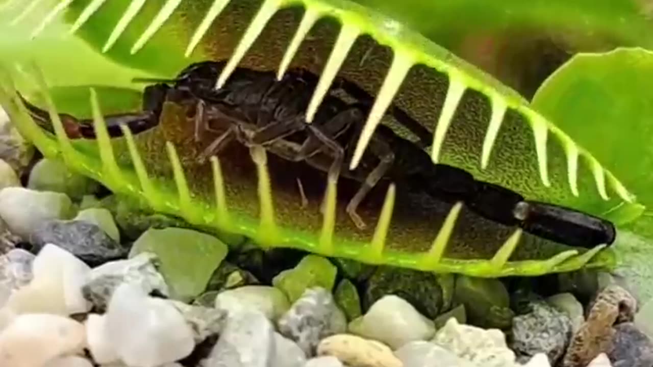 Venus Flytrap