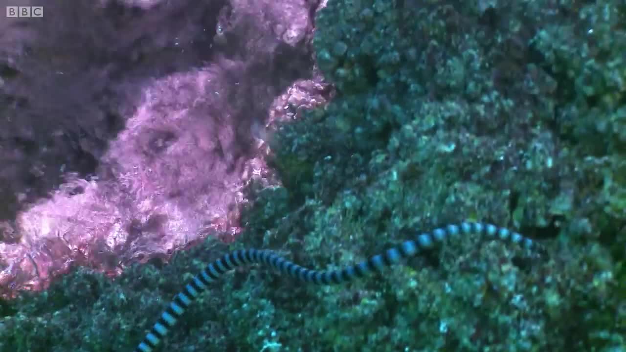 Diving with TOXIC Snakes | Deadly 60 | Series 2 | BBC Earth