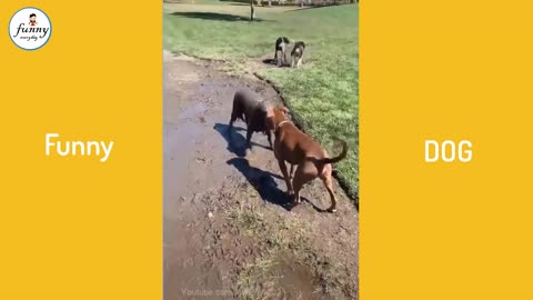 Funny Everyday 🐶 funny Dogs 2021 Try Not To Laugh - Funny Pet Animals' Life 😇- Cue baby dog