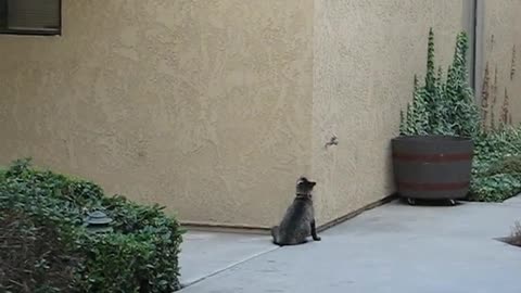 Funny cat climbing into house