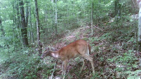 Licking Branch Worked!