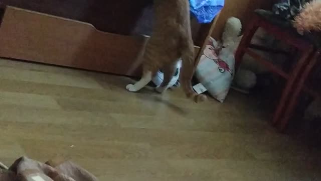 cat playing with younger sister