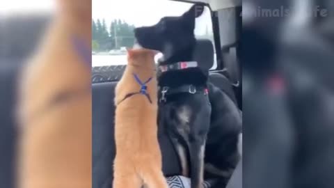 funniest and very cute compilation of the week