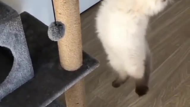 Really funny cats video, busy in funny moments