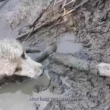 Love can't be bought, but sometimes it can be rescued. ❤️