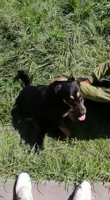 Boy’s pawesome 10th birthday