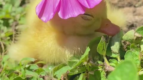 Adorable duck 🦆 ❄