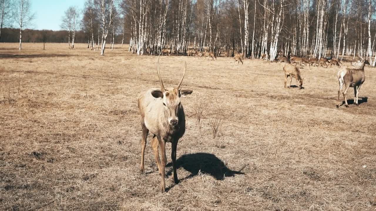 Cute little fawn standing on the field and chewing. Herd of wild deer feeding on the autumn meadow