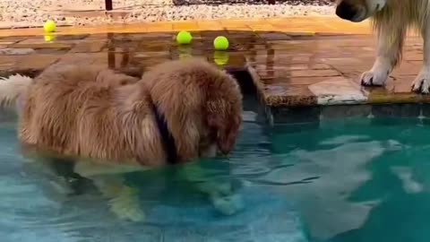 TEO DOGS WAITING ON A BALL