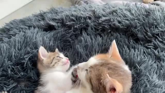 Mom Cat Plays with Her Son Tiny Kitten