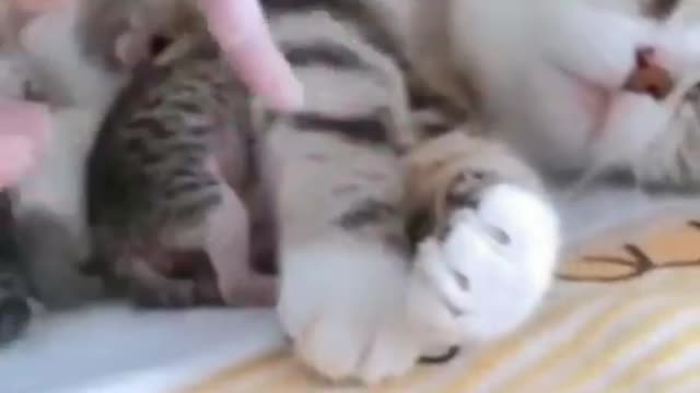 Cute cat feeding her small baby cat's,