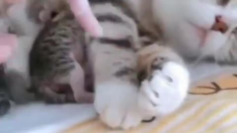 Cute cat feeding her small baby cat's,