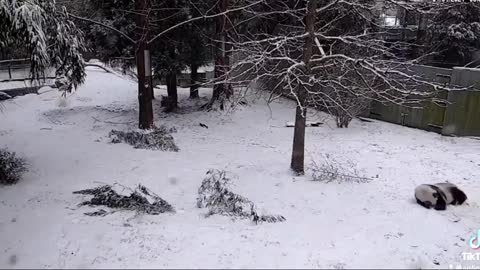 Panda Playing In The Snow