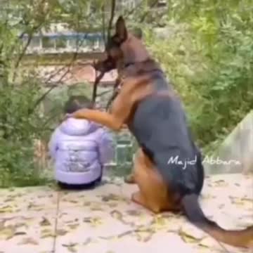 So huge Elephant, cats and a dog. Life is beautiful.