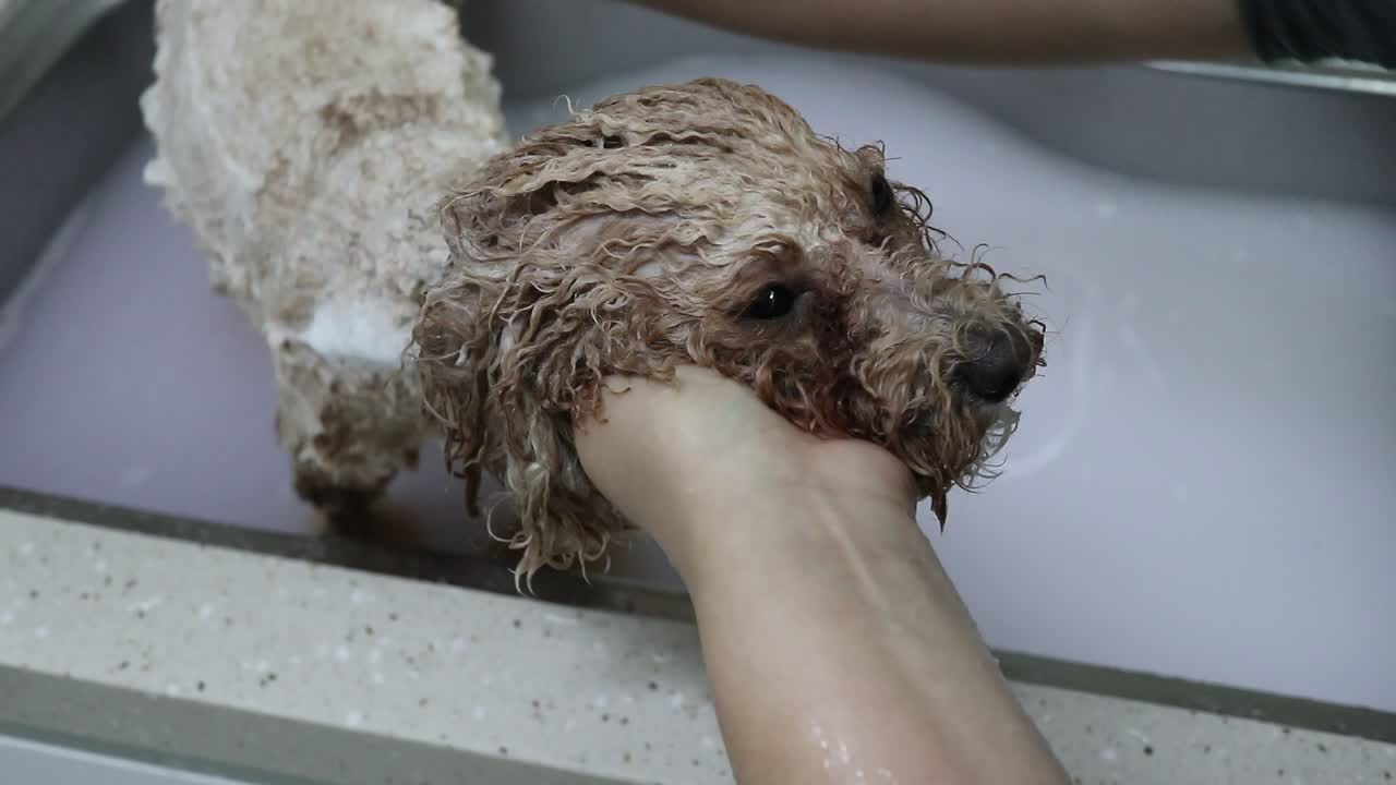 Poodle is taking a shower!