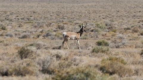 Deer running | Deer running in circles | National Geographic 24