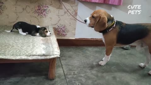 The "conversation" between the Beagle father and his daughter attracts millions of views 😍