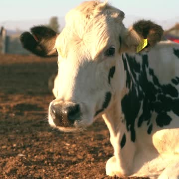Babies and baby Cow become friends 🐮🐮🐮 Funny Babies and Pets Compilation