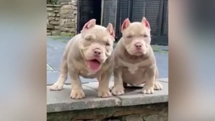 Beautiful and cute Pit Bull puppies