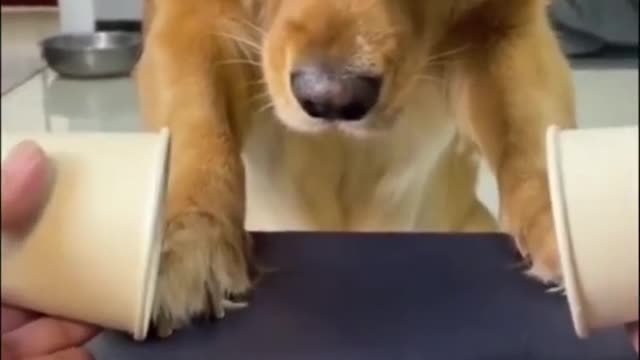 Cute and Funny DOG Videos Compilation