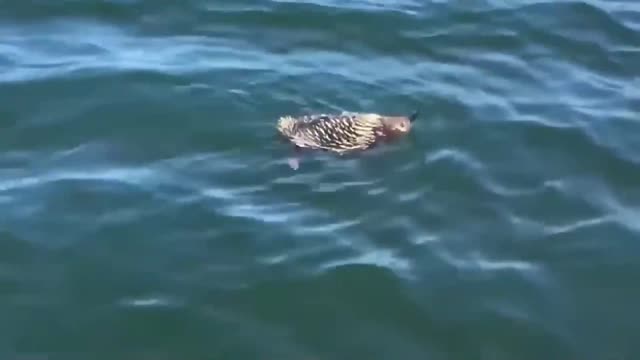 100 Interesting Animal Moments Caught On Camera #8