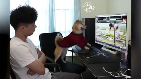 Cute funny cats reaction