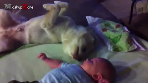 Funny cats video