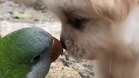 a cute puppy and a parrot