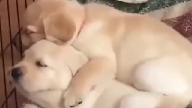 Labrador Puppies Sleeping On Each Other 🥰