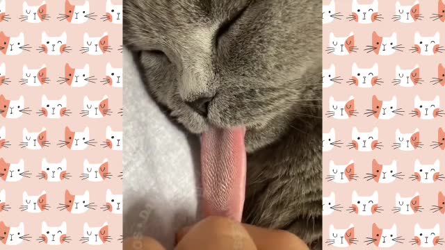 Cut and Funny Cat Videos