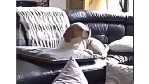 Proof That Dogs Are The Most Dramatic Animals...