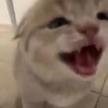 Newborn kitten ready to fall asleep