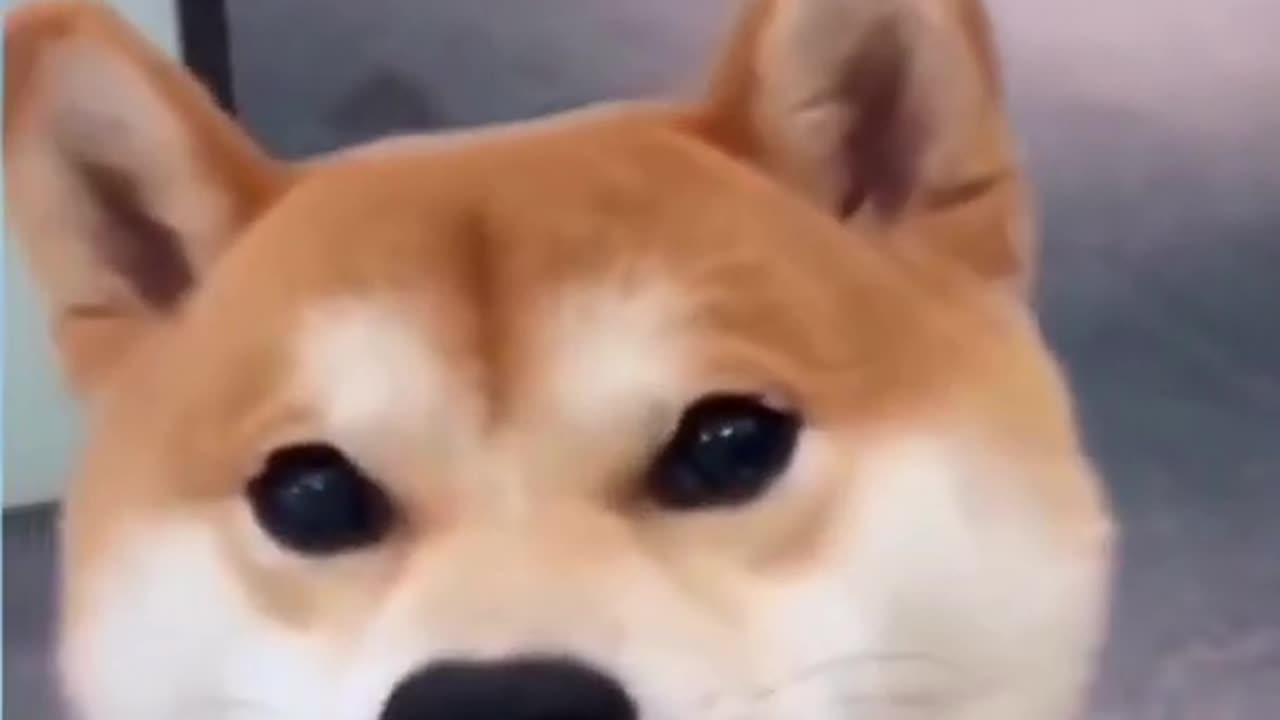Good mood to everyone! - Funny animal videos #shorts