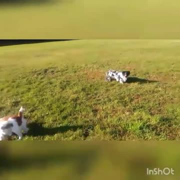 Colloections of Dog In 1 Video Soo Nice