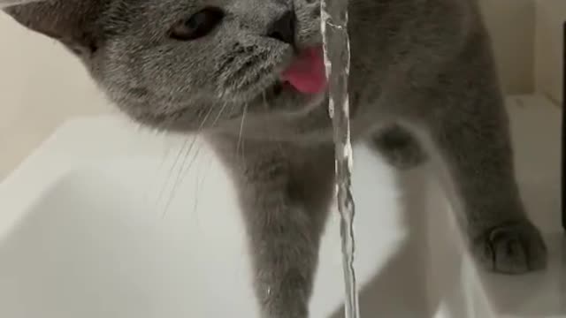 funny cat 🐈🐈