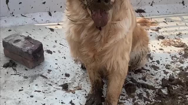 Badamas dog