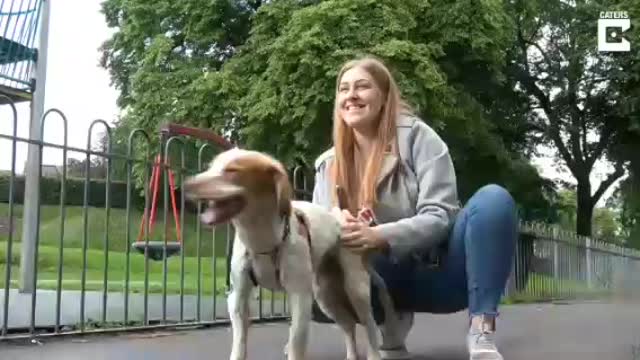 dog gets too excited and passes out