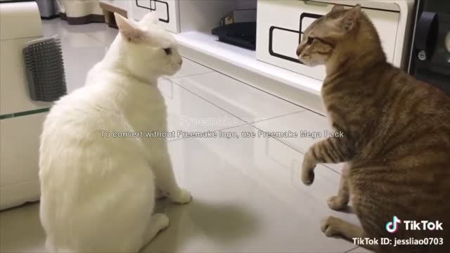 cats talking!! these cats can speak english fluently better than human.