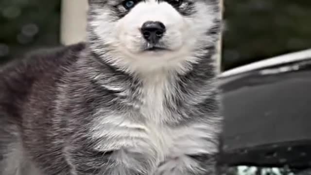 Beautiful puppy short video