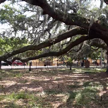 Safety Harbor, Florida "The Baranoff Tree" a 500 year old Live Oak.