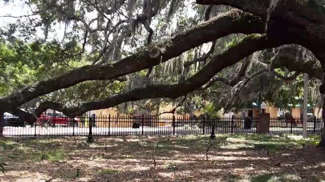Safety Harbor, Florida "The Baranoff Tree" a 500 year old Live Oak.
