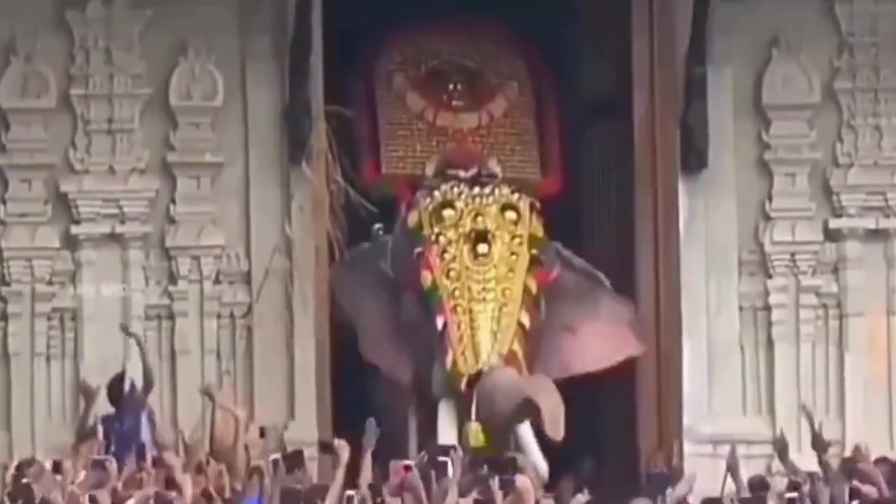 Raman, is India's tallest elephant. He has killed a record of 15 people and 3 elephants.