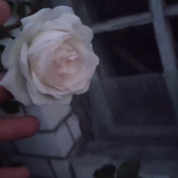 best rose in the evening