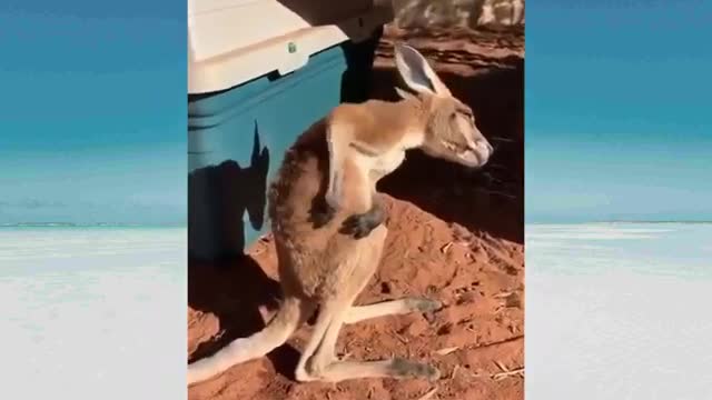 My daily routine for dogs - funny situations for dogs - funny situations for animals منطقة المرفقات