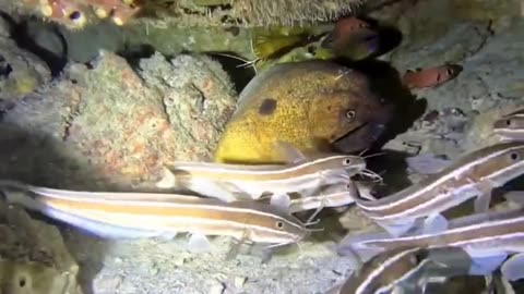 stone fish in the background cozying up to the moray