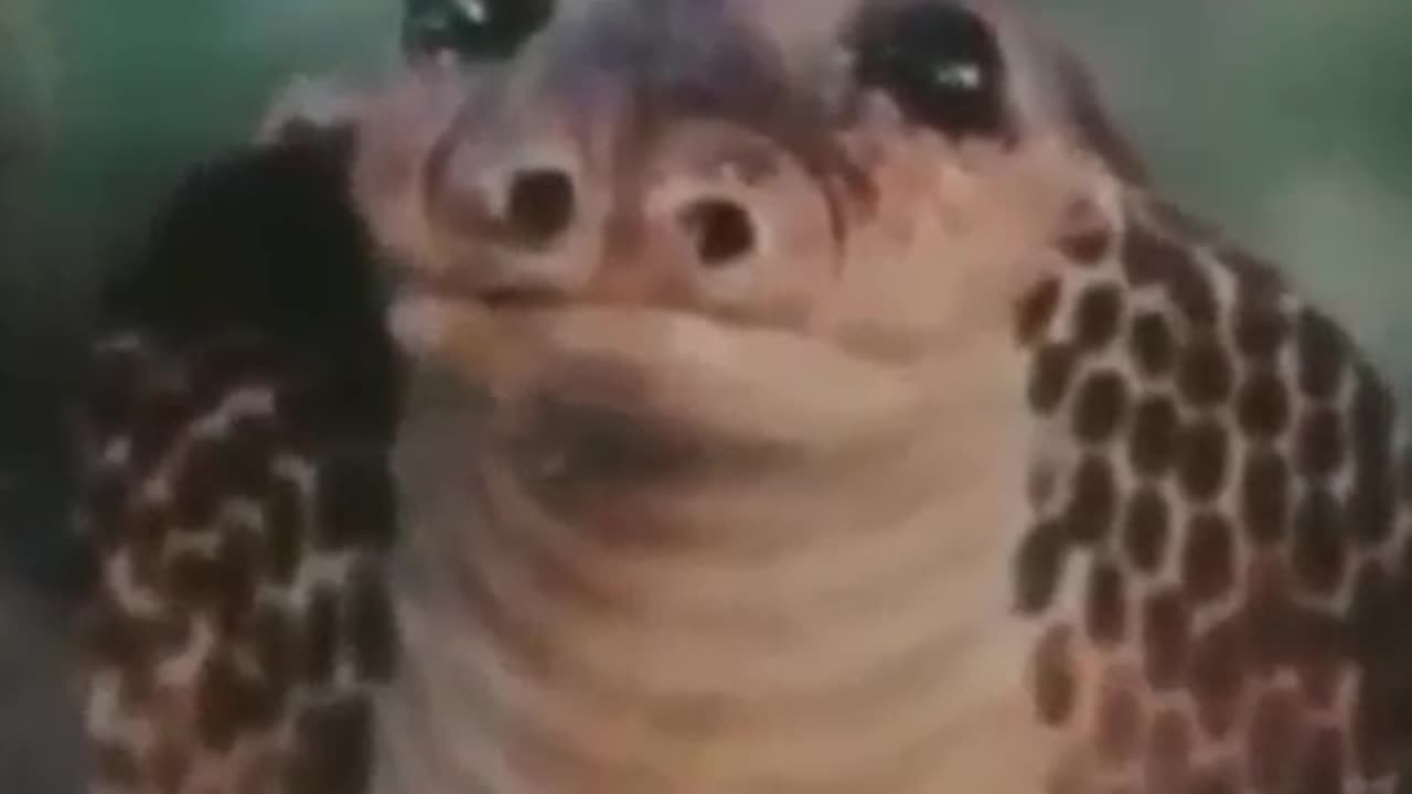 hahhhHhha it's very very funny