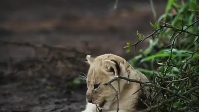 Cute Animals| WhatsApp status