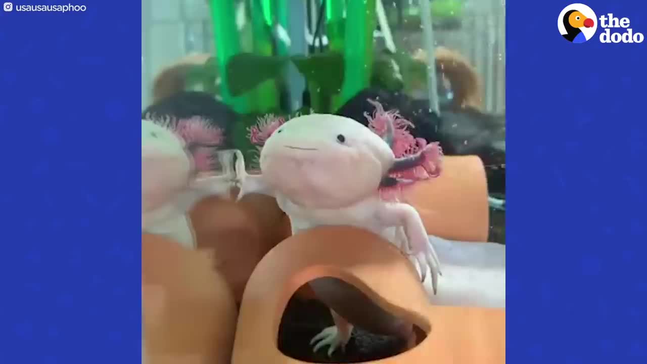 funny Axolotls