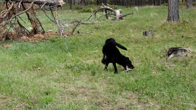 Lab has a blast with a cow bone